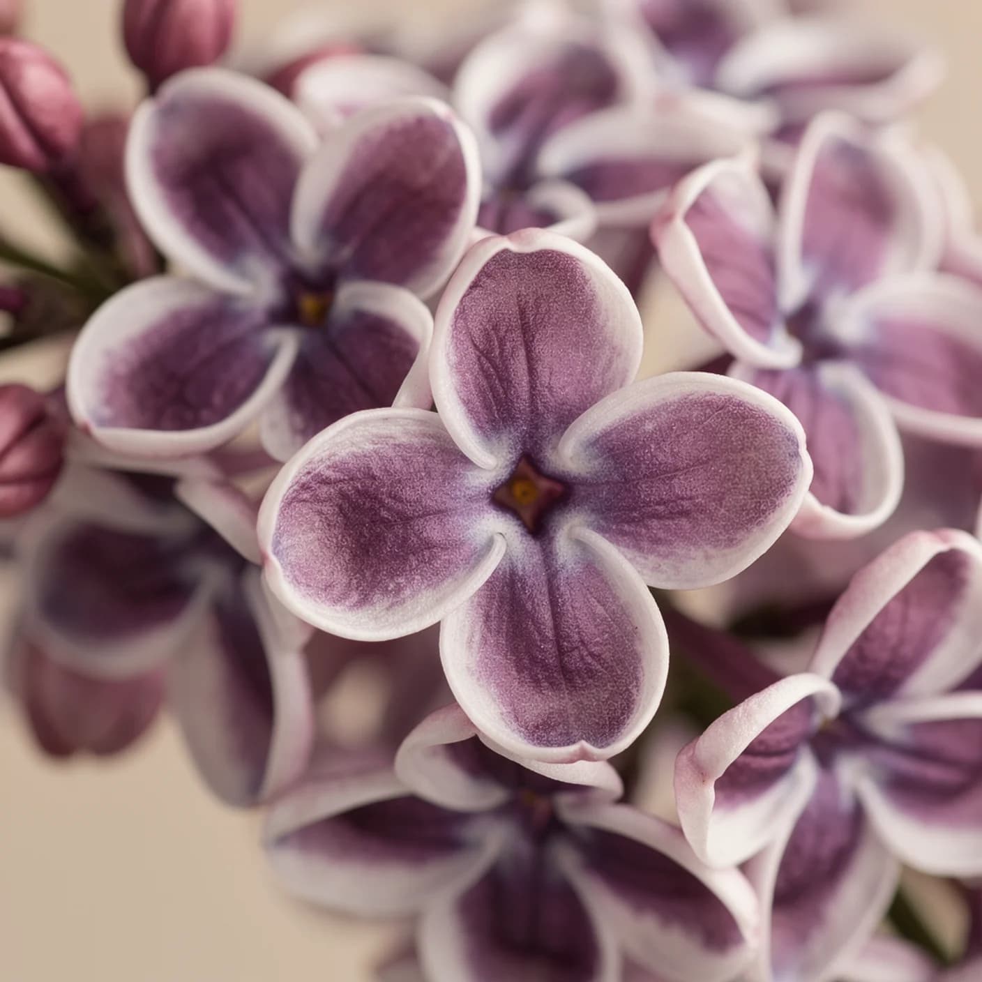 Lilac — Macro of individual white-edged florets