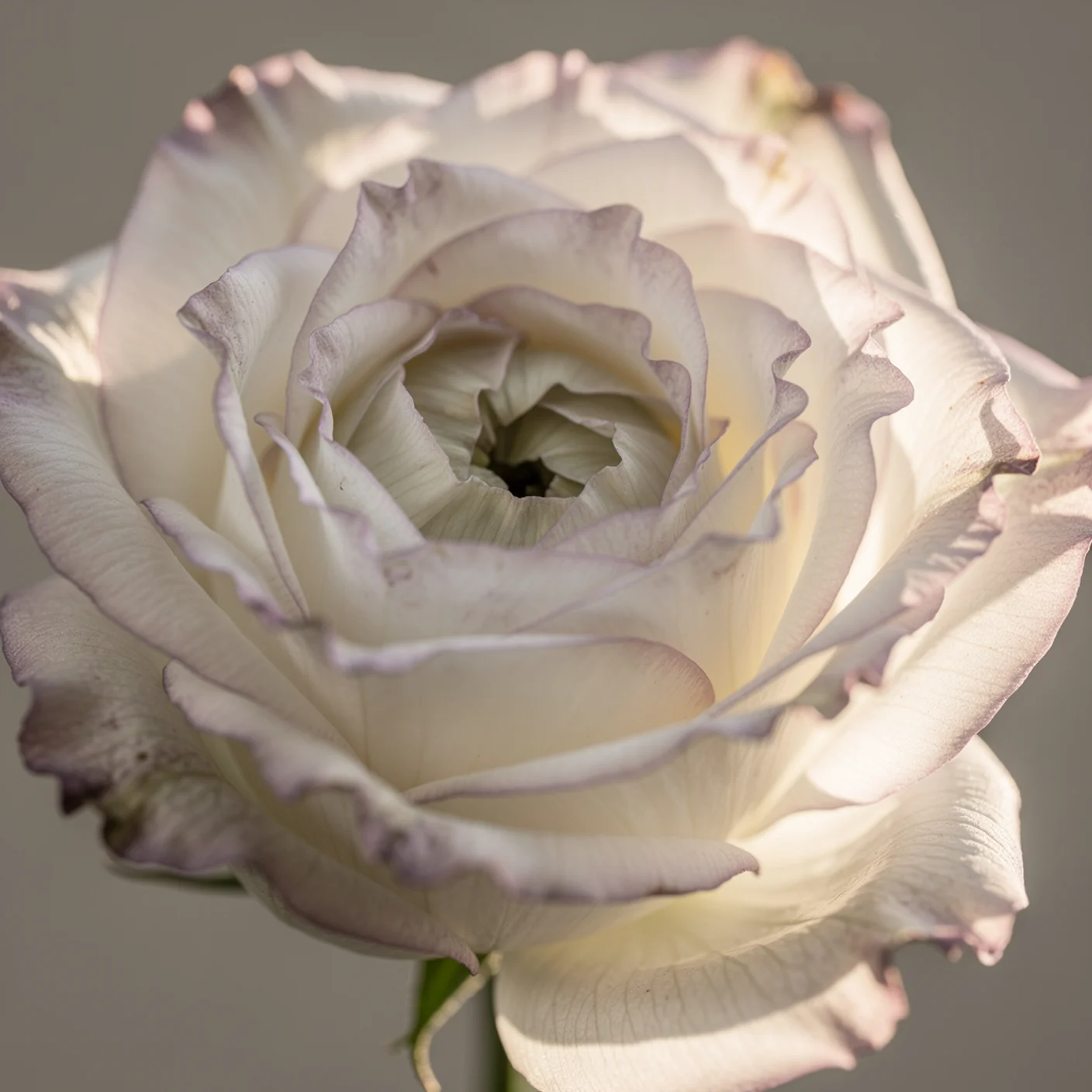 Lisianthus — Macro of ruffled petals and spiral centre