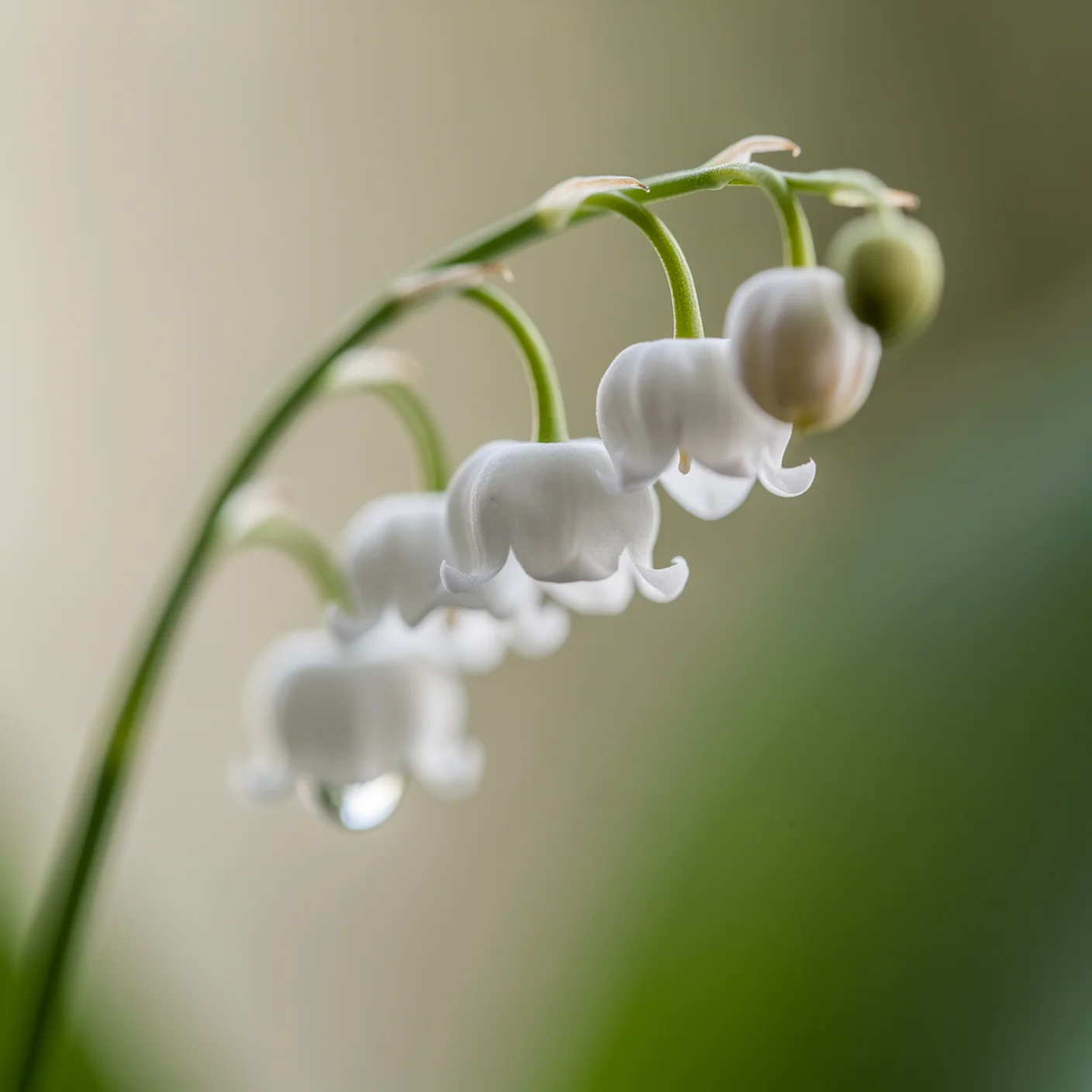 Lily of the Valley — Macro of individual bells on curved stem