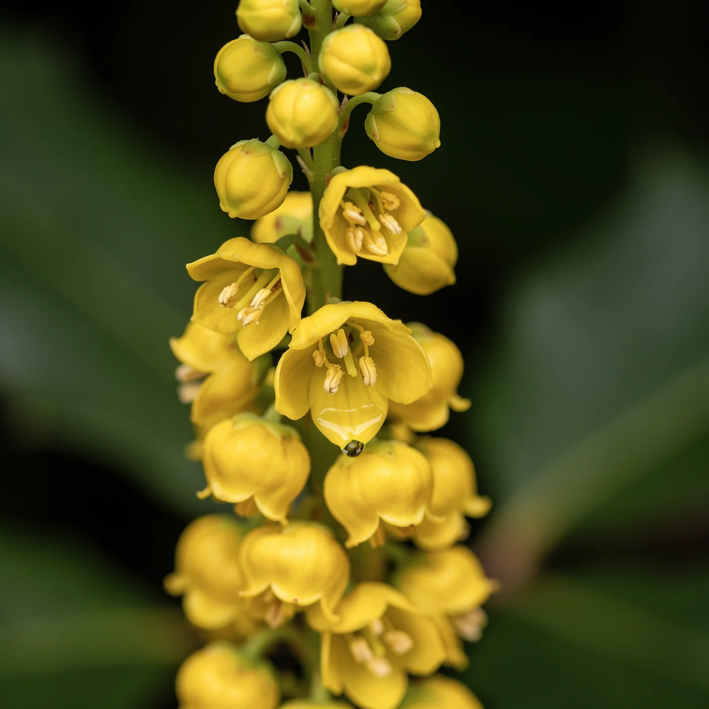 Mahonia — Close-up of mahonia flower spray showing individual yellow flowers