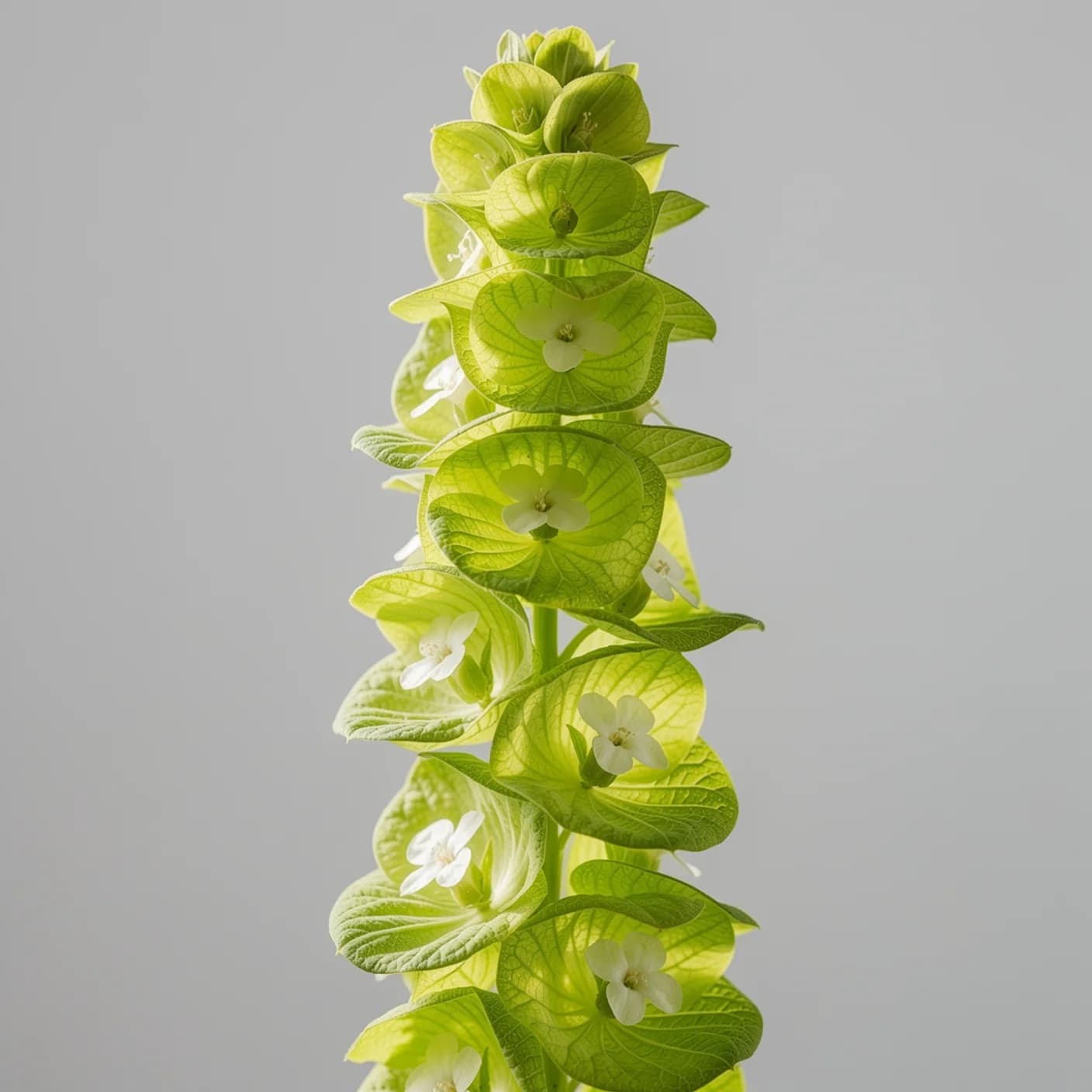 Bells of Ireland — Moluccella Laevis