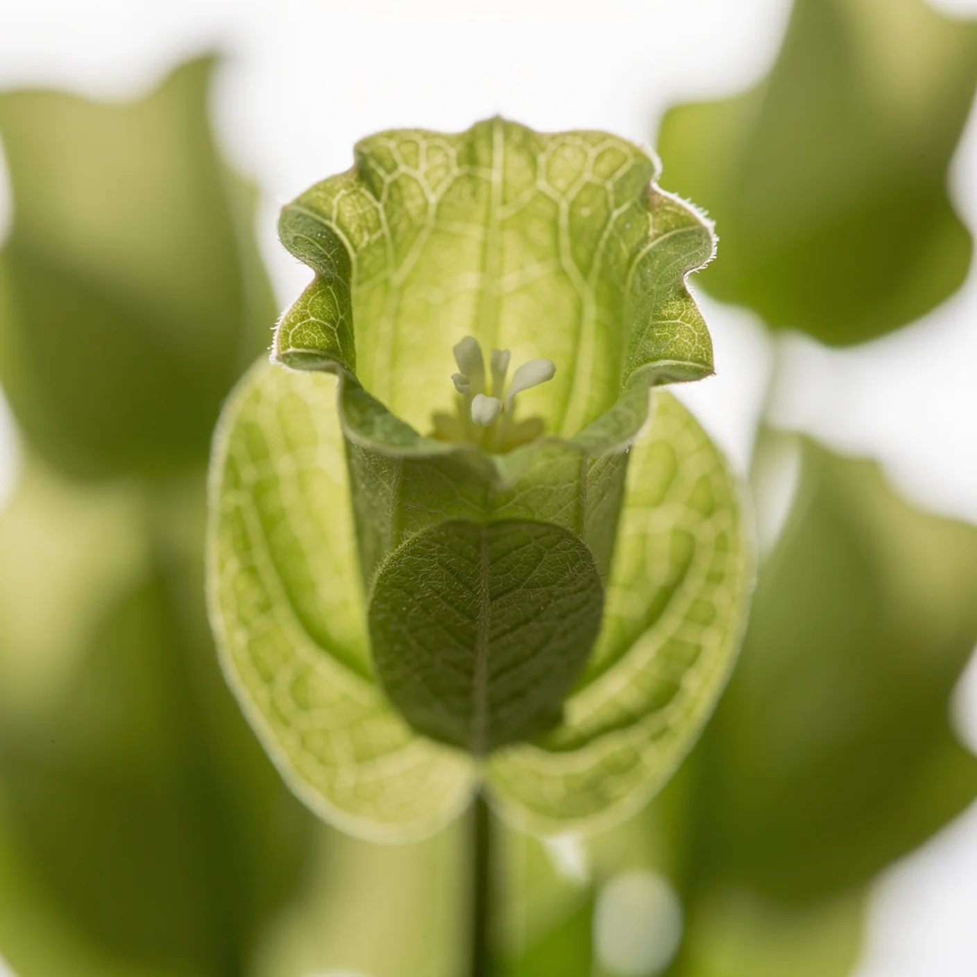 Bells of Ireland — Macro of single bell-shaped calyx with tiny flower
