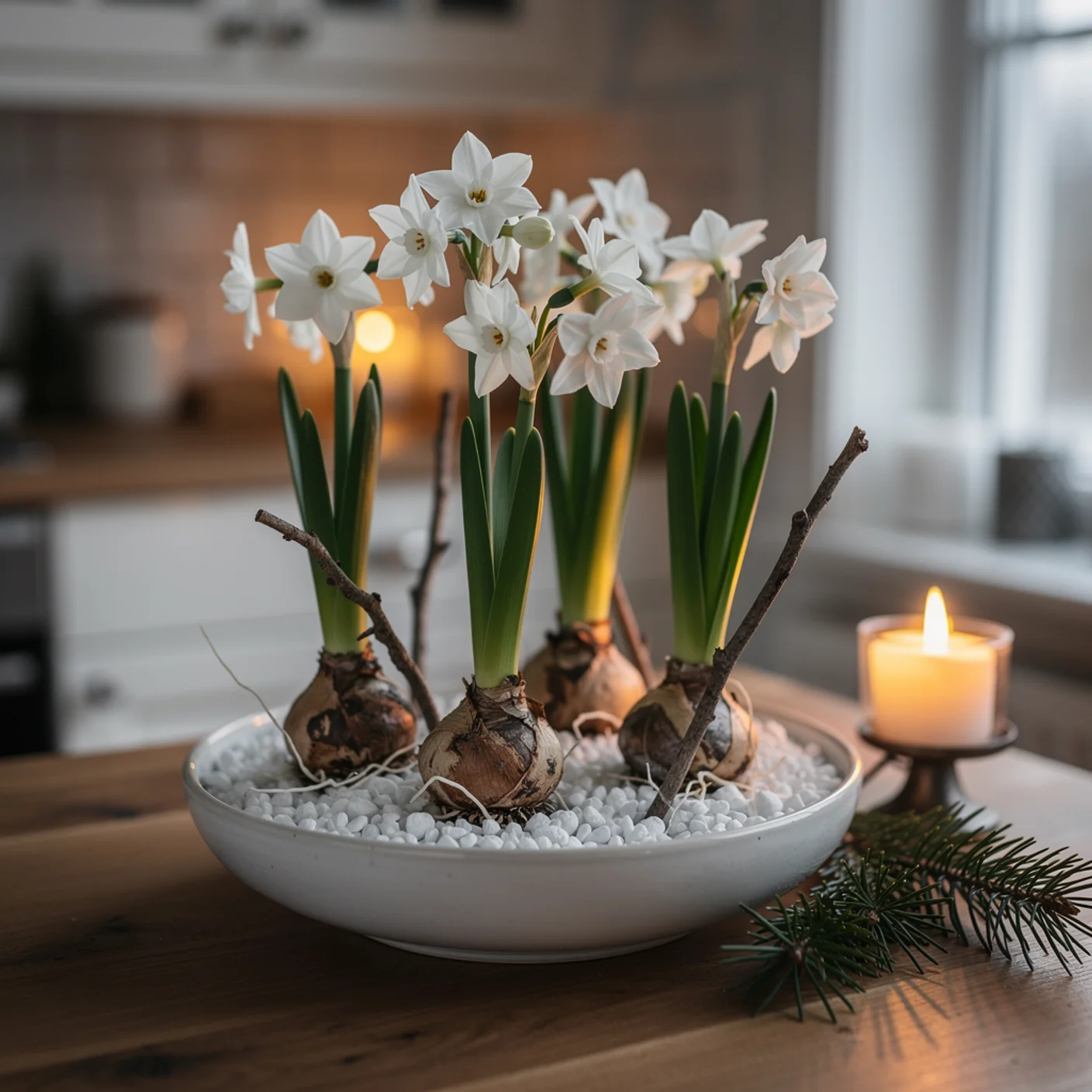 Narcissus Paperwhite — Ziva