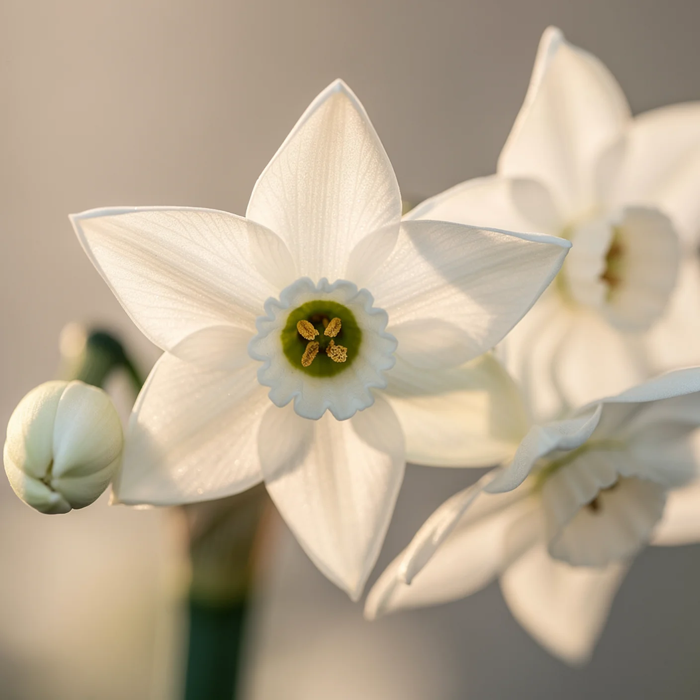 Narcissus Paperwhite — Macro of paperwhite flower cluster showing starry white blooms