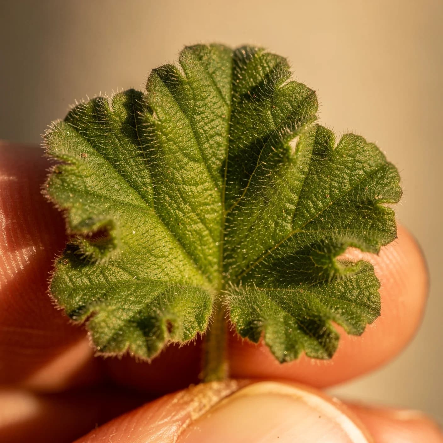 Scented Pelargonium — Macro of scented pelargonium leaves showing velvety texture