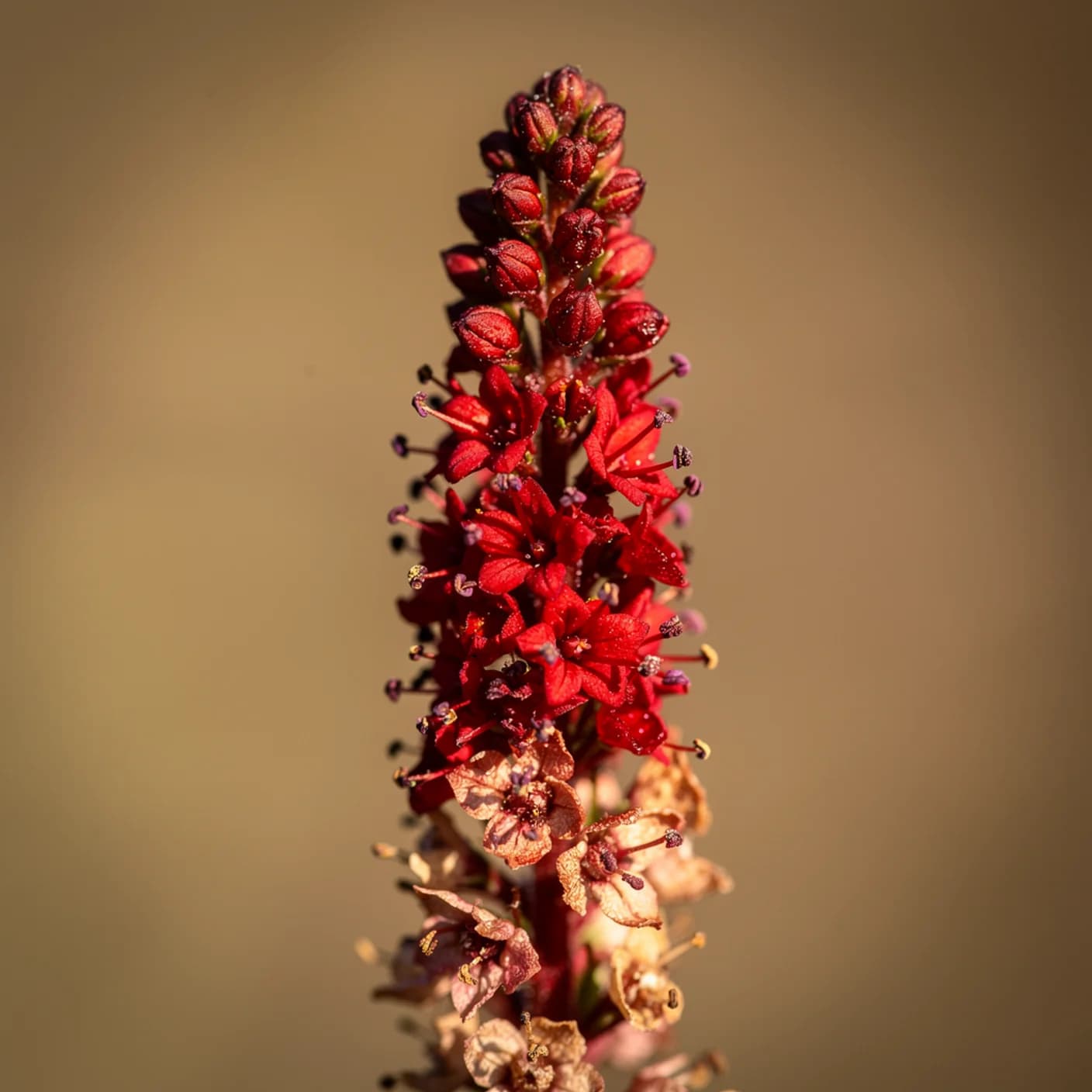 Persicaria — Macro of persicaria flower spike showing individual tiny flowers