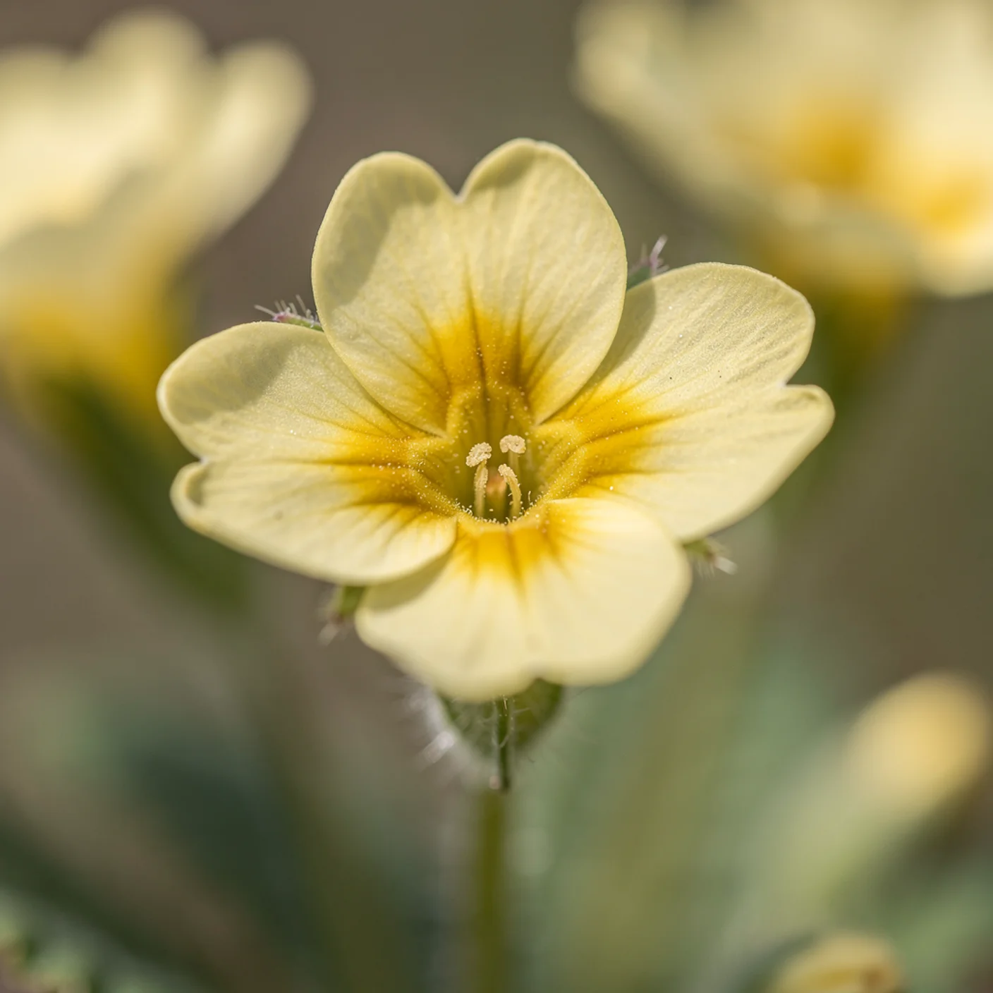 Primrose — Macro of single flower showing yolk centre