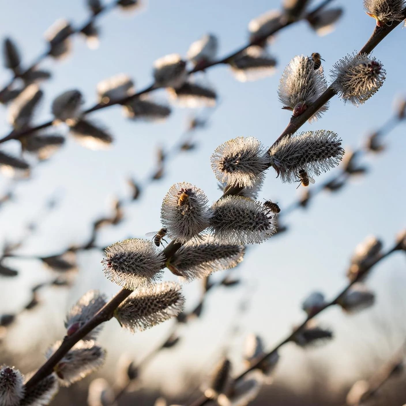 Pussy Willow — Salix caprea