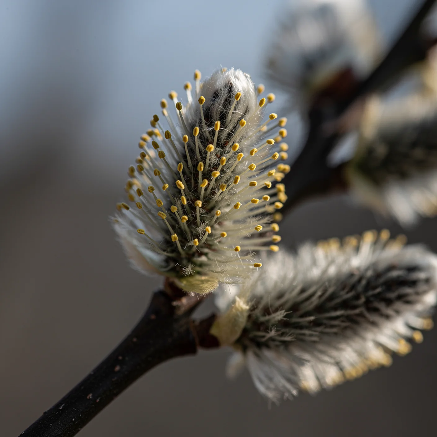 Pussy Willow — Extreme close-up of pussy willow catkins showing silky texture