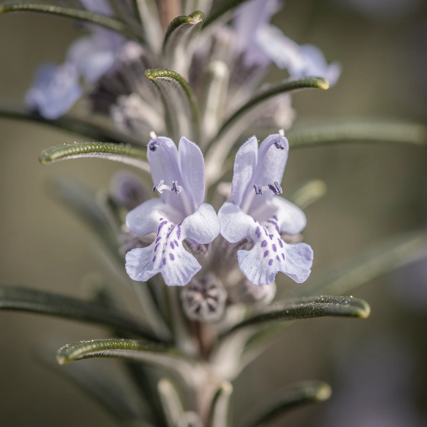 Rosemary — Macro close-up of rosemary flowers showing tiny blue blooms