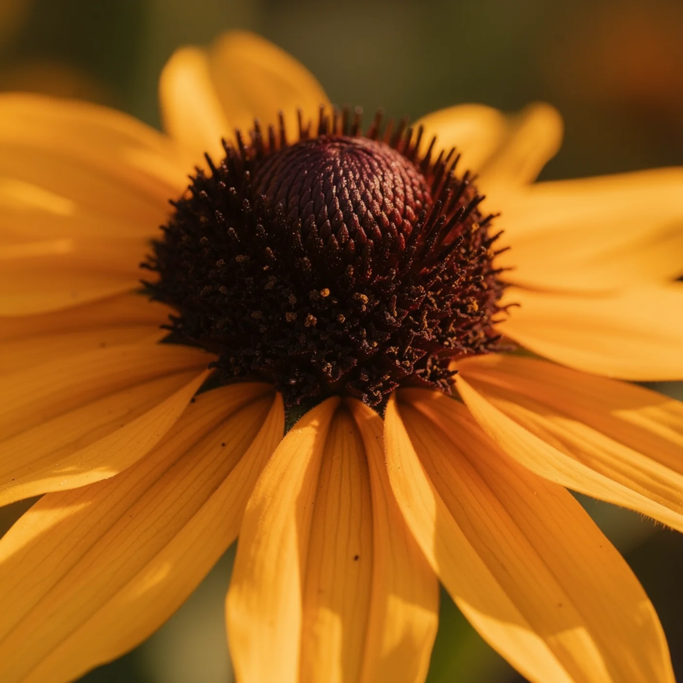 Rudbeckia — Close-up of dark cone centre and golden petals