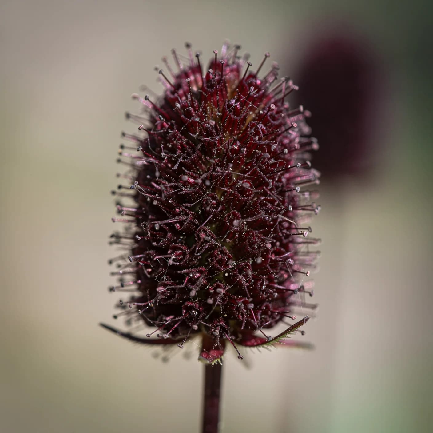 Sanguisorba — Macro of individual dense bobble flower head