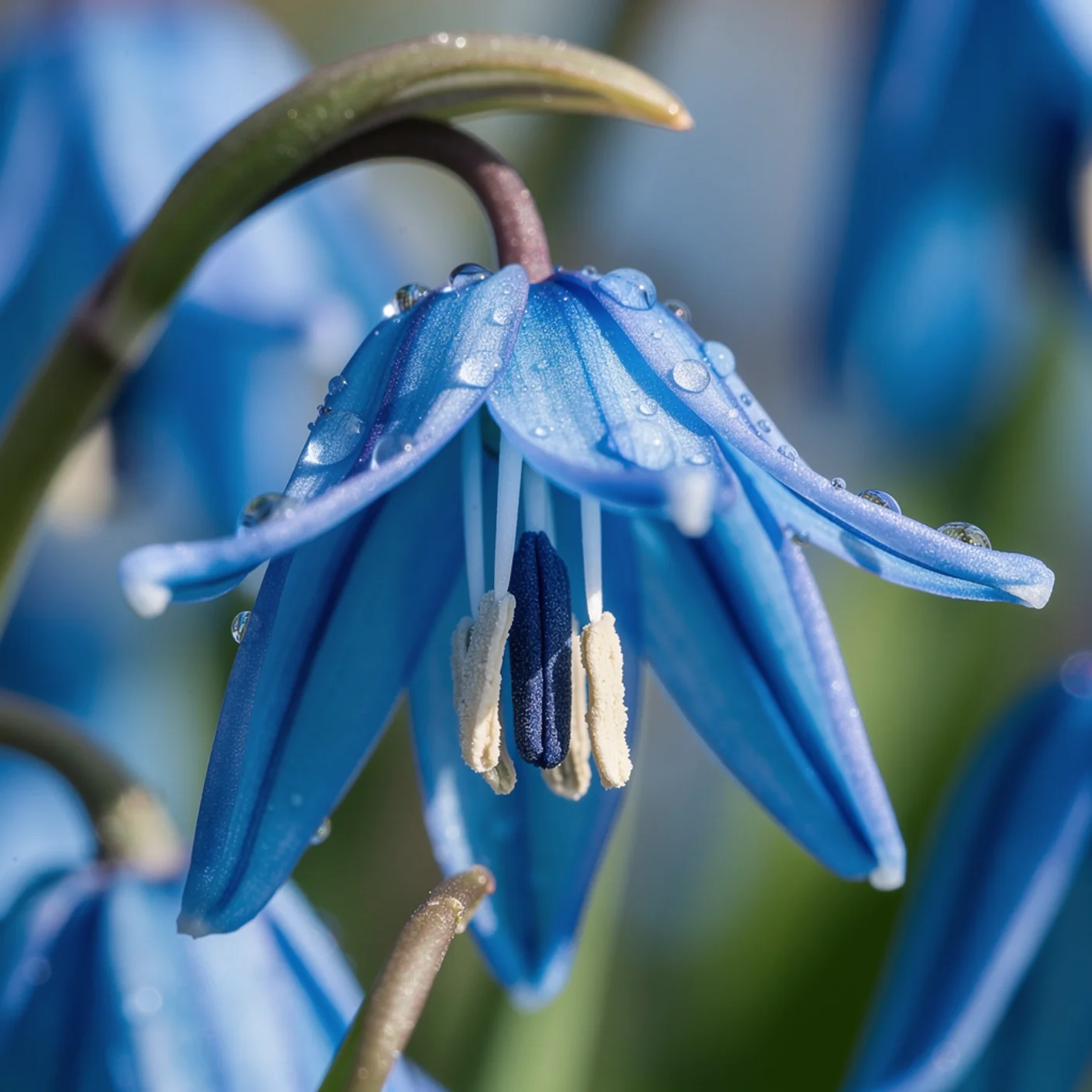 Scilla — Macro of single bell flower