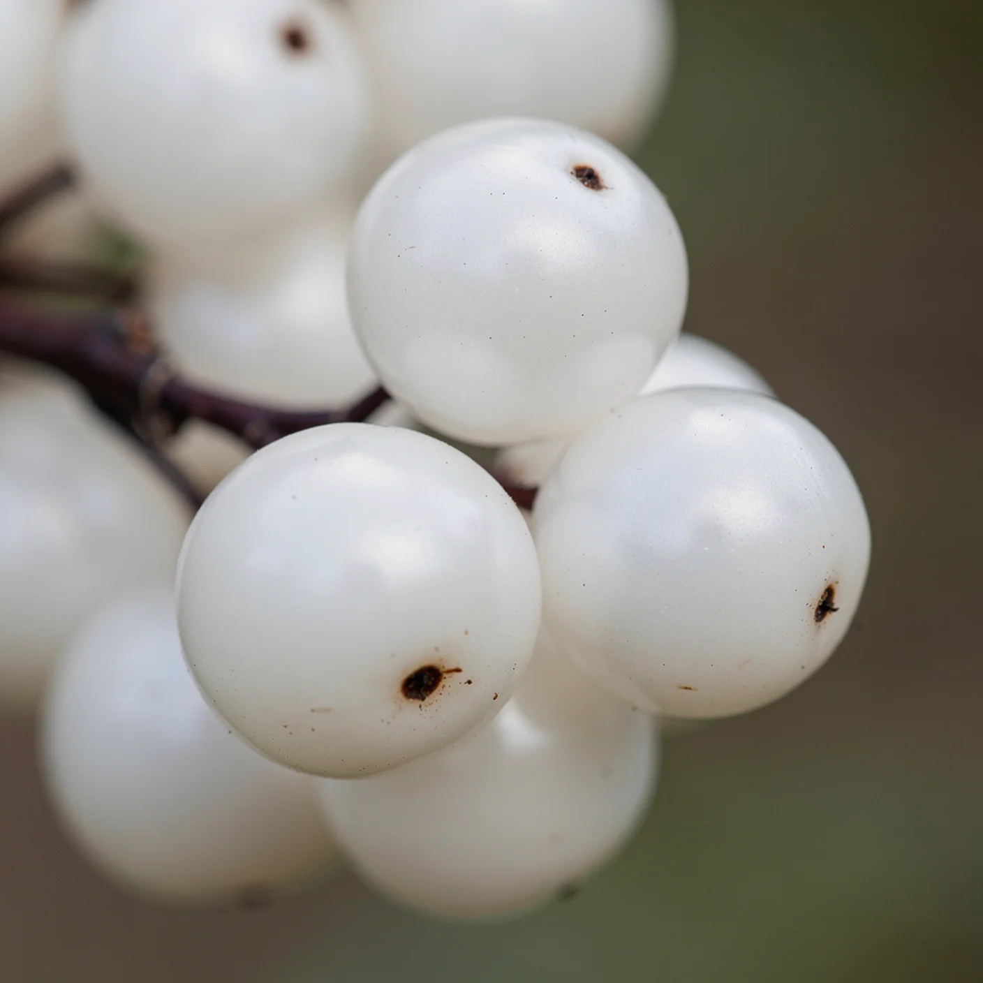 Snowberry — Macro of individual white berries showing round form