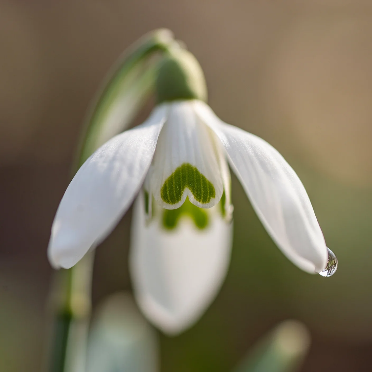 Snowdrop — Macro showing green heart marking on inner petals