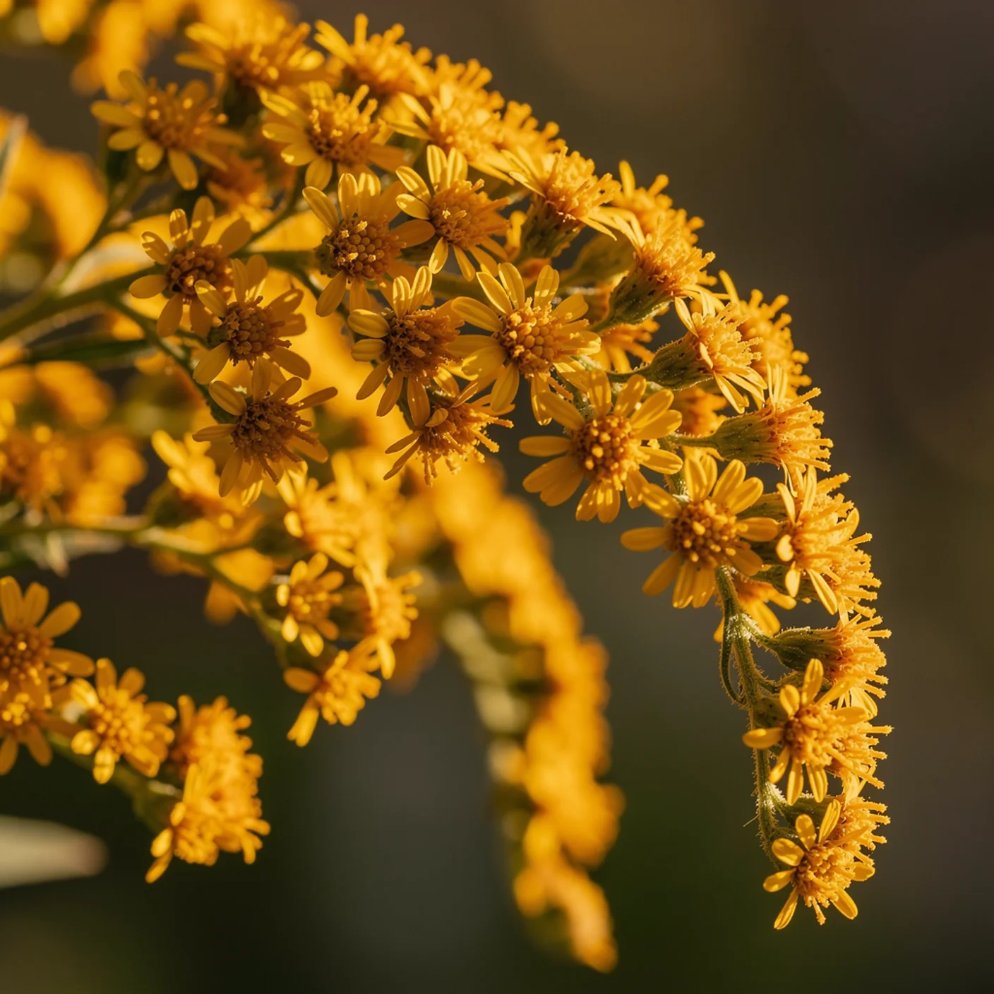 Solidago — Macro of solidago flower spray showing individual tiny florets
