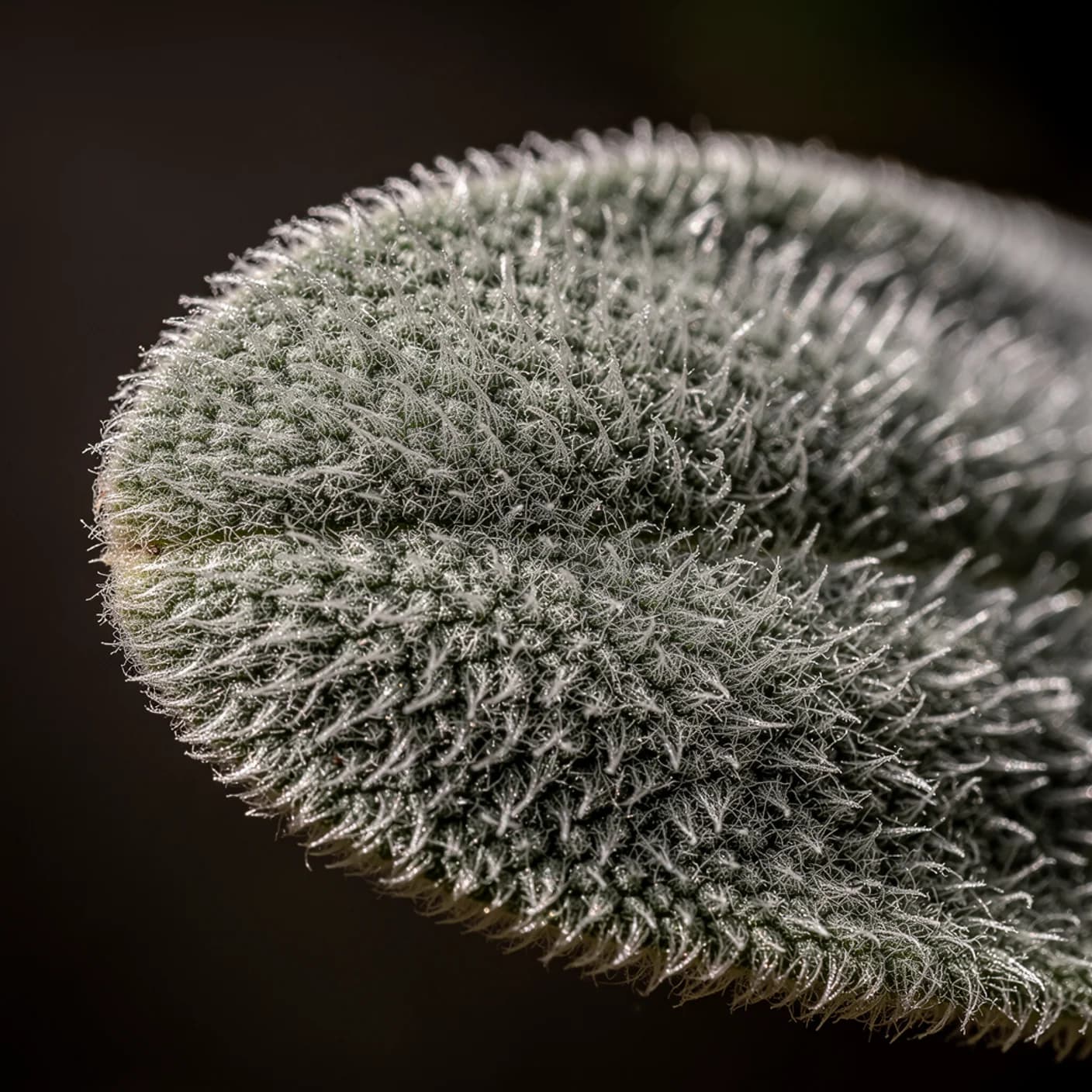 Stachys byzantina — Macro of lamb's ears leaf showing dense silver felt
