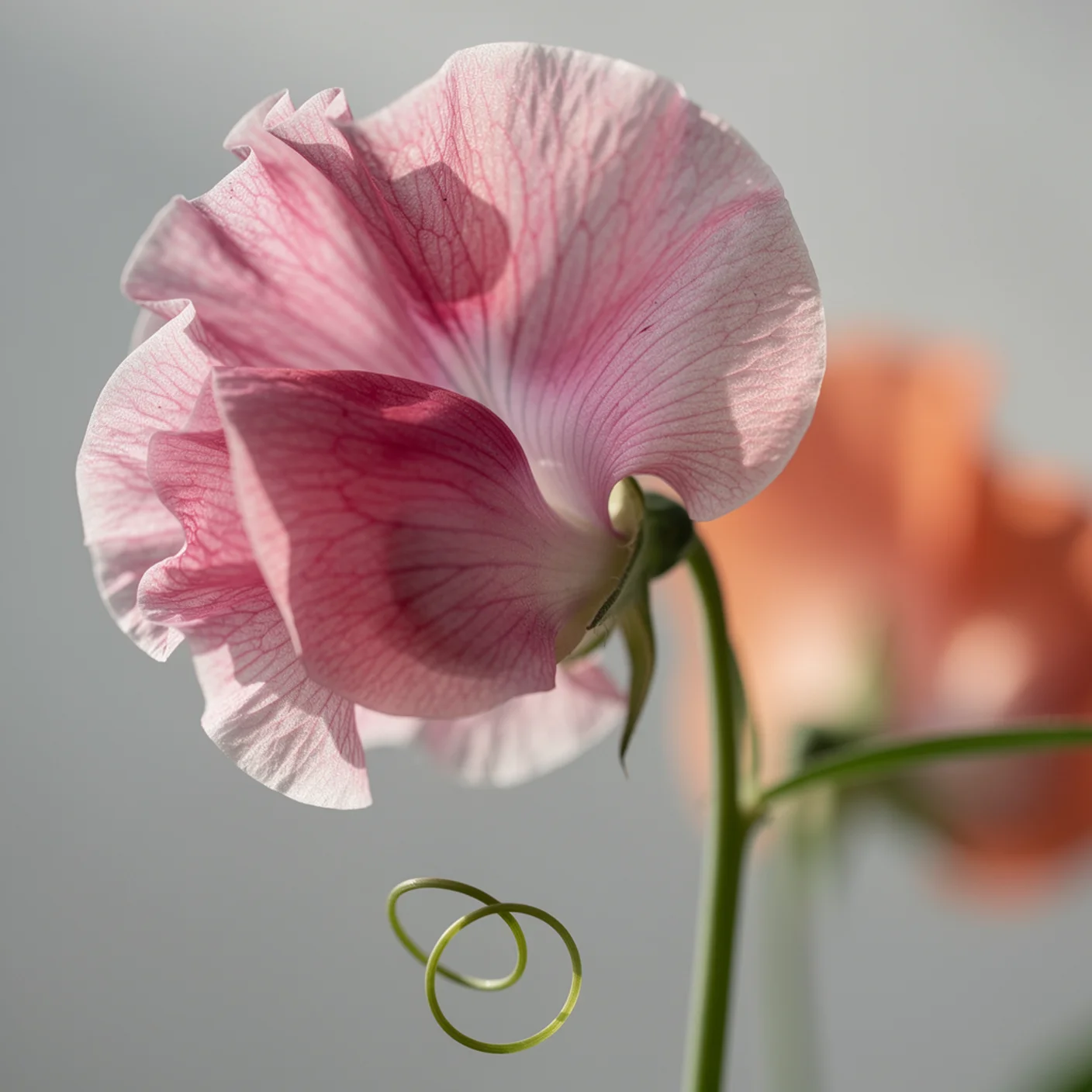 Sweet Pea — Close-up of ruffled petals and tendril