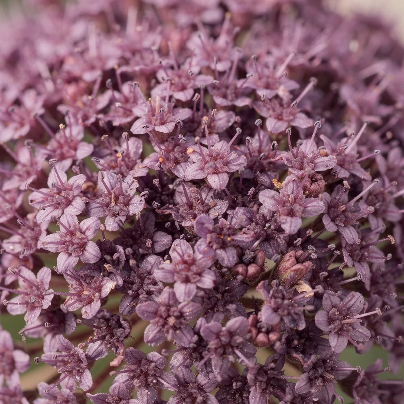 Trachelium — Macro of tiny individual flowers within cluster