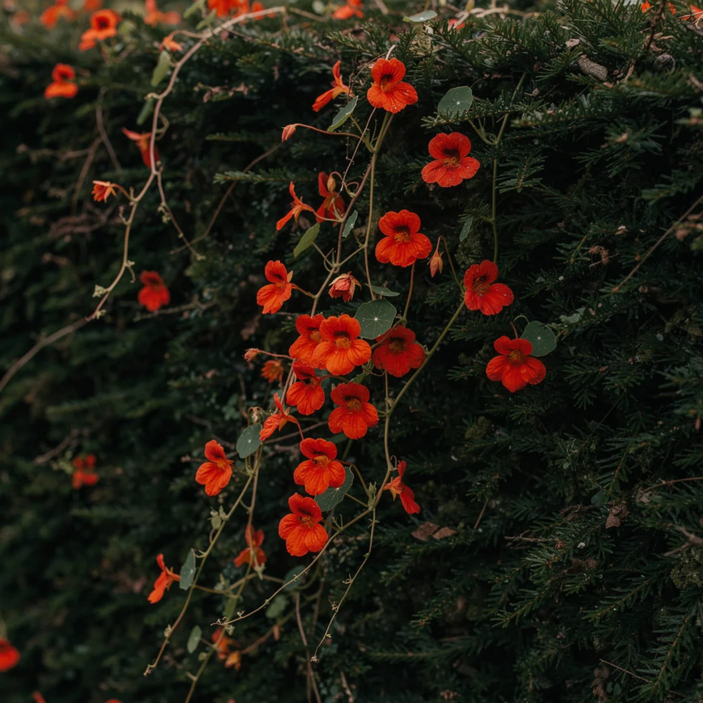 Flame Creeper — Tropaeolum speciosum (Scottish Flame Flower)