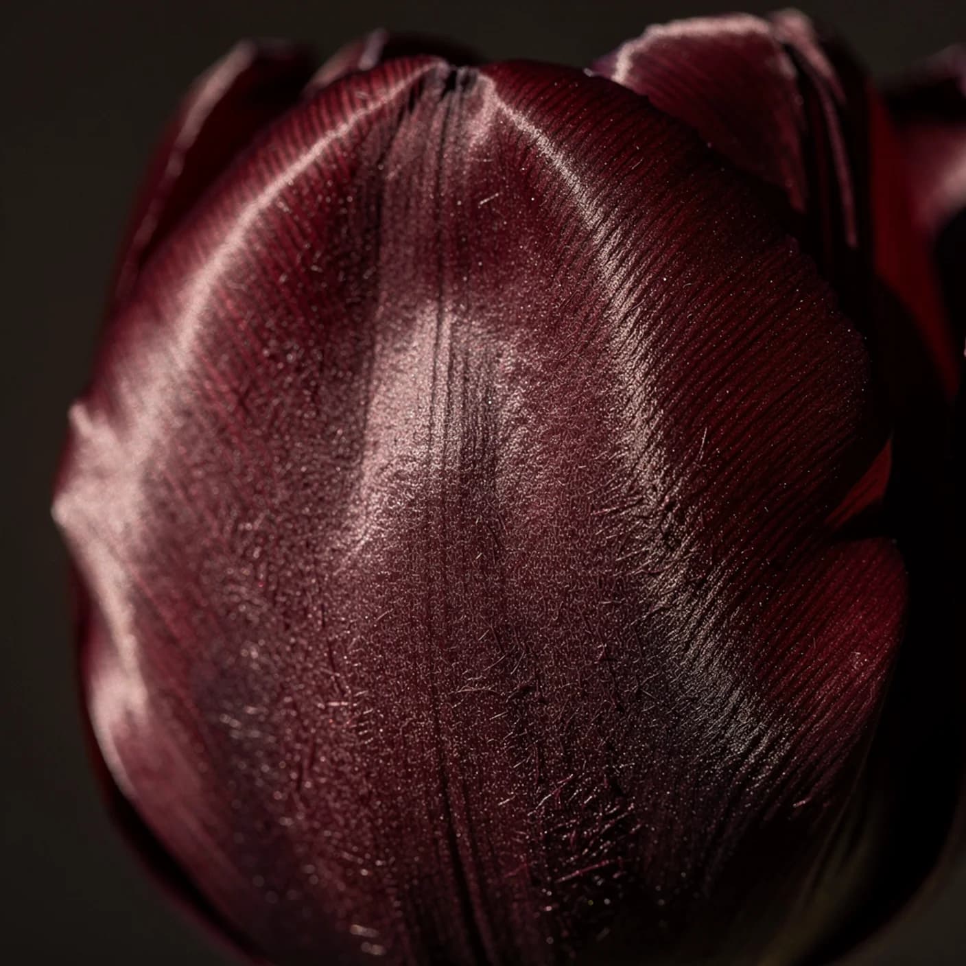 Tulip — Close-up of velvety petal texture in sunlight
