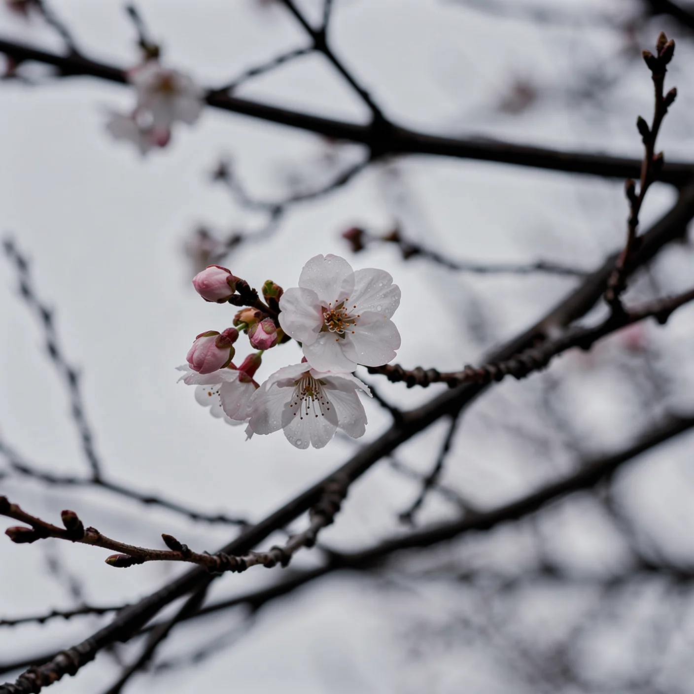 Winter-Flowering Cherry — Prunus × subhirtella 'Autumnalis'