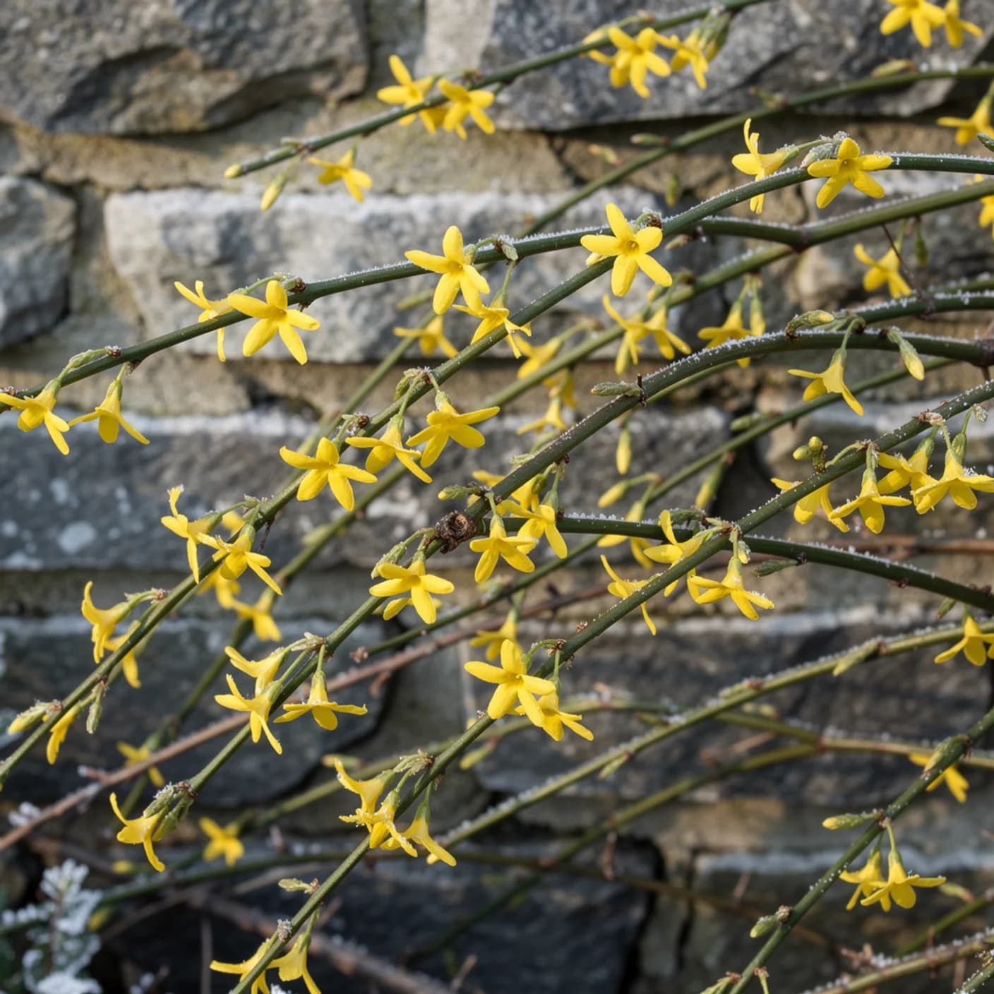 Winter Jasmine — Nudiflorum