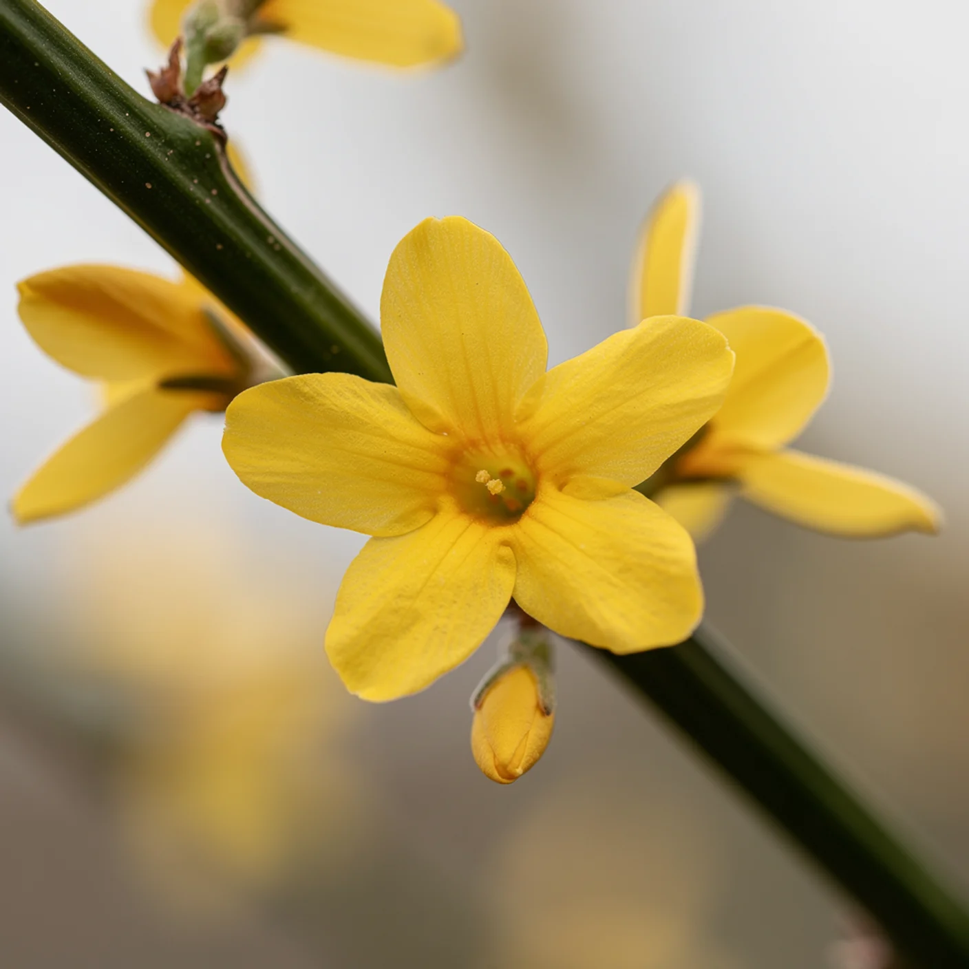Winter Jasmine — Close-up of individual yellow flowers on stem