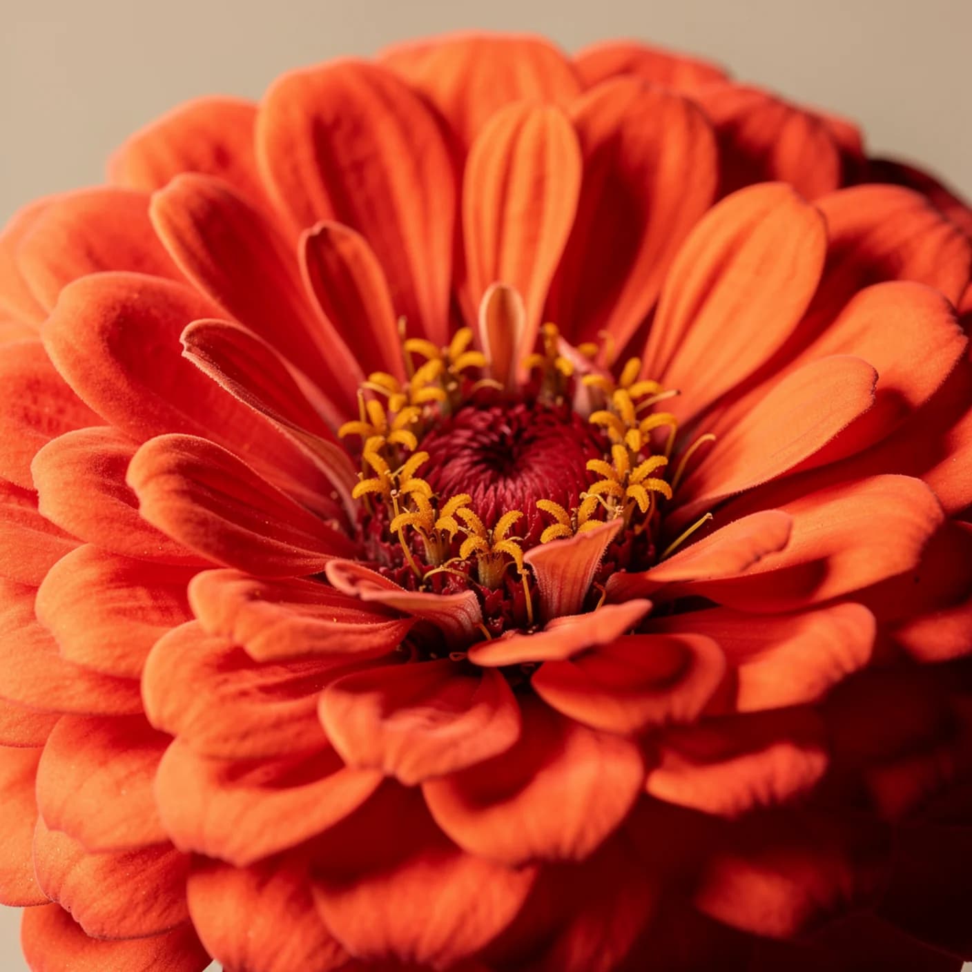 Zinnia — Macro of layered petals, hot coral bloom